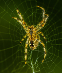 Cardinal Spider 9861