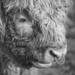 Highland Bull 04