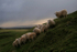 Sheep huddling _S003