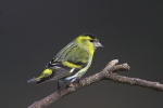 Siskin
