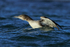Great Northern Diver (juvenile), Farmoor Reservoir