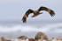 Striated Caracara flying front view, Sea Lion Island, Falklands