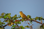 Grasshopper Warbler