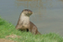 British Otter - British Wildlife Centre