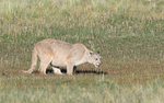 Male Puma