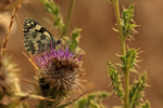 Marbled White feeding, Seacombe, Dorset