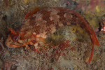 Parablennius gattorugine