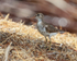 Spotted Sandpiper (breeding plumage), Panama