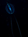 Pleurobrachia pileus