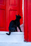 Cat domestic-9933