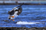 Kelp Goose (female) slowing to land, Carcass Island, Falklands
