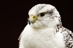 Gyr Hybrid-0952
