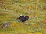 Black Grouse