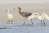 Reddish Egret among Snowy Egrets, Fort De Soto Park, Florida