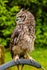 african spotted eagle owl Bubo africanus-7717