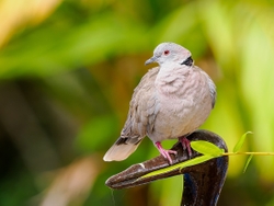 Mourning Collared Dove
