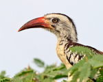 Close-up of Red-billed Hornbill