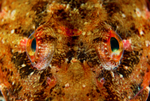 Myoxocephalus scorpius eyes detail
