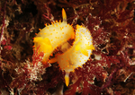 Crimora papillata copulating