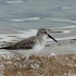 Dunlin (Calidris alpina) ad-W
