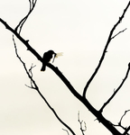 Eastern Kingbird with Dragonfly