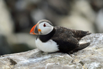 Puffin