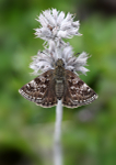 Dingy Skipper