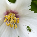 Green Bug
