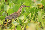 Juvenile Striated Heron & water hyacinth, Corixo Negro, Brazil