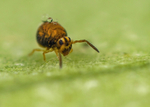 Sminthurinus aureus - Dark form