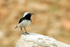 Finsch's Wheatear