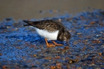 Turnstone