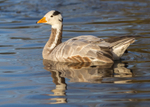 Bar-headed Goose 1