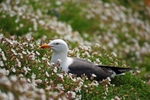 Lesser Black-backed Gull