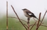 FLB006: Common mockingbird