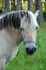 Horse - 0238