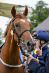 260725-Race 1-Golden Palace-0239