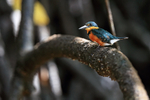 American Pygmy Kingfisher, close view, Sierpe River, Costa Rica