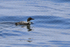Great Northern Diver (breeding plumage) floating at sea