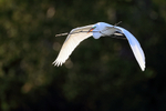 Great Egret late afternoon return to nest, Venice Rookery, Florida