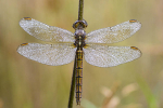 Female Keeled Skimmer
