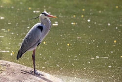 Bird Grey Heron