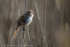 Bearded Tit (Panurus biarmicus) female