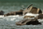 Flying Horned Puffin, sea and rocks background, Duck Island, Alaska