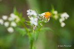 Orange-tip Butterfly (Anthocharis cardamines)