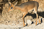 Dik Dik