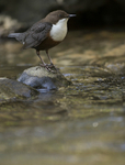 Dippers, North Wales