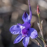 Forking Larkspur (Consolida regalis