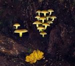 Sulphur Tuft