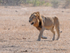 Lion on the prowl